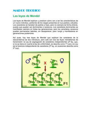 Tema 4 Leyes De Mendel Blog