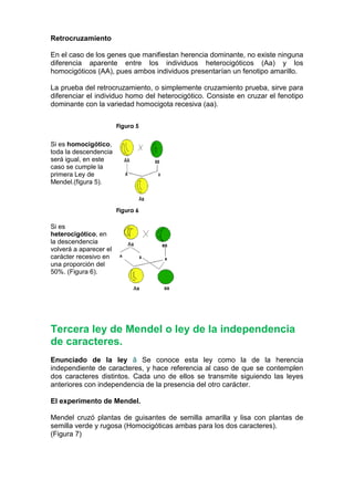 Tema 4 Leyes De Mendel Blog