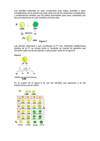 Tema 4 Leyes De Mendel Blog