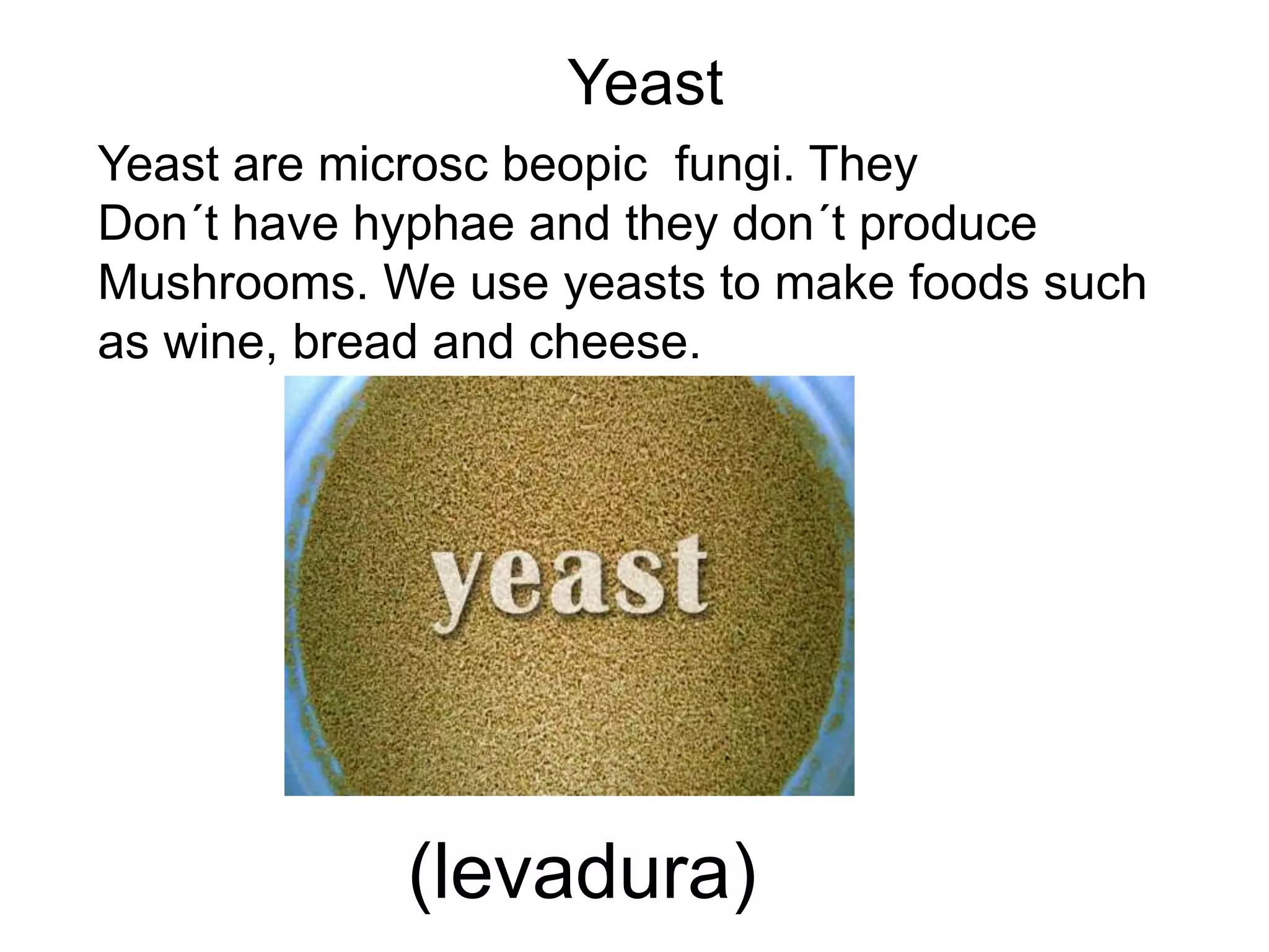 Yeast 
Yeast are microsc beopic fungi. They 
Don´t have hyphae and they don´t produce 
Mushrooms. We use yeasts to make foods such 
as wine, bread and cheese. 
(levadura) 
 