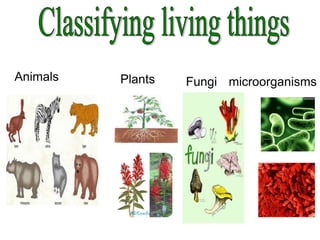 Tema 4 living things | PPT