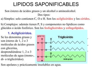 LIPIDOS SAPONIFICABLES Son ésteres de ácidos grasos y un alcohol o aminoalcohol.  Dos tipos: a) Simples: solo contienen C, O e H. Son los  acilglicéridos  y los  céridos . b) Complejos: además tienen P, S y componentes no lipídicos como glúcidos o ácido fosfórico. Son los  fosfoglicéridos  y  esfingolípidos . 1. Acilglicéridos. Se les denomina grasas y son ésteres de 1, 2 o 3 moléculas de ácidos grasos con glicerina, desprendiéndose 1, 2 o 3 moléculas de agua (mono-, di- o triglicéridos). Son apolares y prácticamente insolubles en agua. 