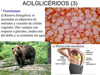 ACILGLICÉRIDOS (3) * Funciones: a) Reserva Energética: se acumulan en adipocitos de animales y vacuolas de células vegetales. Dos ventajas con respecto a glúcidos, rinden más del doble y se acumulan sin agua. b) Aislante térmico. c) Protección mecánica. 
