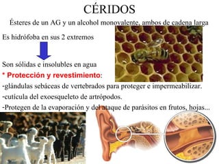 CÉRIDOS Ésteres de un AG y un alcohol monovalente, ambos de cadena larga Es hidrófoba en sus 2 extremos Son sólidas e insolubles en agua Ejemplos: cera de abeja, lanolina o grasa de la lana de oveja, cerumen del conducto auditivo. * Protección y revestimiento : glándulas sebáceas de vertebrados para proteger e impermeabilizar. cutícula del exoesqueleto de artrópodos. Protegen de la evaporación y del ataque de parásitos en frutos, hojas... 