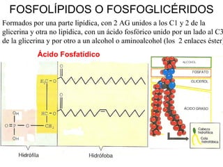 FOSFOLÍPIDOS O FOSFOGLICÉRIDOS Formados por una parte lipídica, con 2 AG unidos a los C1 y 2 de la glicerina y otra no lipídica, con un ácido fosfórico unido por un lado al C3 de la glicerina y por otro a un alcohol o aminoalcohol (los  2 enlaces éster) Ácido Fosfatídico                                                                                                 