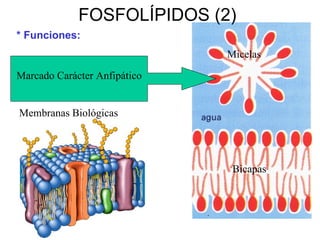 FOSFOLÍPIDOS (2) Marcado Carácter Anfipático * Funciones: Micelas Bicapas Membranas Biológicas 