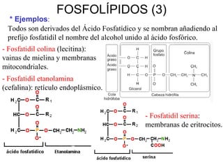 FOSFOLÍPIDOS (3) * Ejemplos : Todos son derivados del Ácido Fosfatídico y se nombran añadiendo al prefijo fosfatidil el nombre del alcohol unido al ácido fosfórico. - Fosfatidil etanolamina  (cefalina): retículo endoplásmico. - Fosfatidil colina  (lecitina): vainas de mielina y membranas mitocondriales. - Fosfatidil serina : membranas de eritrocitos. 