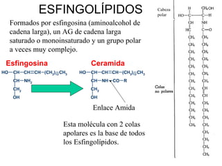 ESFINGOLÍPIDOS Formados por esfingosina (aminoalcohol de cadena larga), un AG de cadena larga saturado o monoinsaturado y un grupo polar a veces muy complejo. Esfingosina Ceramida Enlace Amida Esta molécula con 2 colas apolares es la base de todos los Esfingolípidos. Cabeza polar 