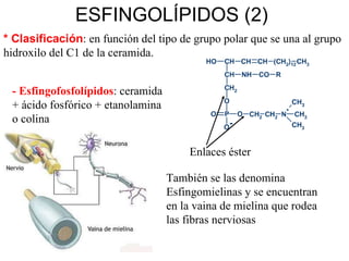 ESFINGOLÍPIDOS (2) * Clasificación : en función del tipo de grupo polar que se una al grupo hidroxilo del C1 de la ceramida. - Esfingofosfolípidos : ceramida + ácido fosfórico + etanolamina o colina Enlaces éster También se las denomina Esfingomielinas y se encuentran en la vaina de mielina que rodea las fibras nerviosas 