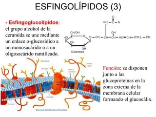 ESFINGOLÍPIDOS (3) - Esfingoglucolípidos : el grupo alcohol de la ceramida se une mediante un enlace o-glucosídico a un monosacárido o a un oligosacárido ramificado. Función : se disponen junto a las glucoproteínas en la zona externa de la membrana celular formando el glucocálix. 