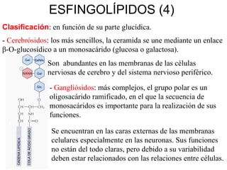 ESFINGOLÍPIDOS (4) Clasificación : en función de su parte glucídica. -  Cerebrósidos : los más sencillos, la ceramida se une mediante un enlace  β-O-glucosídico a un monosacárido (glucosa o galactosa). Son  abundantes en las membranas de las células  nerviosas de cerebro y del sistema nervioso periférico. -  Gangliósidos : más complejos, el grupo polar es un oligosacárido ramificado, en el que la secuencia de monosacáridos es importante para la realización de sus funciones. Se encuentran en las caras externas de las membranas celulares especialmente en las neuronas. Sus funciones no están del todo claras, pero debido a su variabilidad deben estar relacionados con las relaciones entre células. 