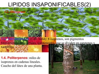 LIPIDOS INSAPONIFICABLES(2) 1.2. Diterpenos  (C20 H32): 4 moléculas de isopreno. Moléculas muy importantes como las vitaminas:  A  E    K 1.4. Politerpenos : miles de isoprenos en cadenas lineales. Caucho del látex de una planta. y el fitol (forma parte de la clorofila)  1.3. Tetraterpenos  (C40 –H64): 8 isoprenos, son pigmentos fotosintéticos de vegetales, carotenoides, que se dividen en carotenos y xantófilas. 
