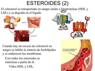 ESTEROIDES (2) El colesterol es transportado en sangre unido a lipoproteínas (HDL y LDL) y se degrada en el hígado. Cuando hay un exceso de colesterol en sangre se inhibe la síntesis de fosfolípidos y se endurecen las membranas. Casi todos los esteroides se sintetizan a partir de él. Vídeo HDL y LDL. 