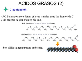ÁCIDOS GRASOS (2) Clasificación: - AG Saturados: solo tienen enlaces simples entre los átomos de C y las cadenas se disponen en zig-zag. Son sólidos a temperatura ambiente. 