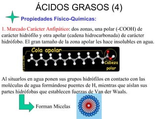 ÁCIDOS GRASOS (4) Propiedades Físico-Químicas: 1.   Marcado Carácter Anfipático : dos zonas, una polar (-COOH) de carácter hidrófilo y otra apolar (cadena hidrocarbonada) de carácter hidrófobo. El gran tamaño de la zona apolar les hace insolubles en agua. Al situarlos en agua ponen sus grupos hidrófilos en contacto con las moléculas de agua formándose puentes de H, mientras que aíslan sus partes hidrófobas que establecen fuerzas de Van der Waals. Forman Micelas 
