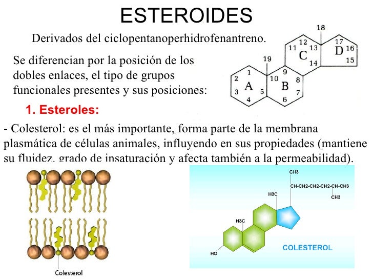 Tema 4 los lipidos