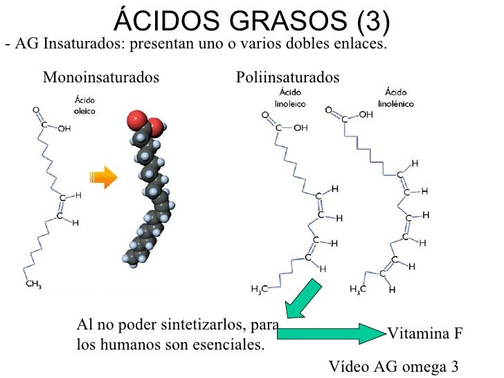 Tema 4 los lipidos