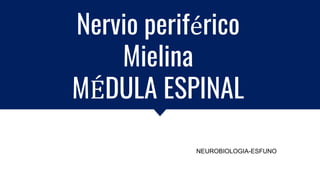 Nervio periférico
Mielina
MÉDULA ESPINAL
NEUROBIOLOGIA-ESFUNO
 