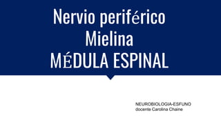 Nervio periférico
Mielina
MÉDULA ESPINAL
NEUROBIOLOGIA-ESFUNO
docente Carolina Chaine
 