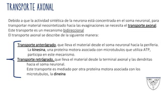 Debido a que la actividad sintética de la neurona está concentrada en el soma neuronal, para
transportar material neosintetizado hacia las evaginaciones se necesita el transporte axonal.
Este transporte es un mecanismo bidireccional
El transporte axonal se describe de la siguiente manera:
Transporte anterógrado, que lleva el material desde el soma neuronal hacia la periferia.
La kinesina, una proteína motora asociada con microtubulos que utiliza ATP,
participa en este mecanismo.
Transporte retrógrado, que lleva el material desde la terminal axonal y las dendritas
hacia el soma neuronal.
Este transporte es mediado por otra proteína motora asociada con los
microtubulos, la dineina
TRANSPORTE AXONAL
 