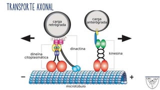 TRANSPORTE AXONAL
 