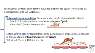 Los sistemas de transporte también pueden distinguirse según la velocidad de
desplazamiento de sus sustancias:
Sistema de transporte lento: lleva sustancias desde el soma hacia el botón
terminal. Es solo un sistema de transporte anterógrado
Velocidad 0,2mm a 4mm por día
Sistema de transporte rápido: transporta sustancias en ambas direcciones, por
lo tanto es tanto anterógrado como retrogrado
Velocidad 20mm a 400mm por día
 