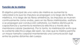 Función de la mielina
El objetivo principal de una vaina de mielina es aumentar la
velocidad a la que los impulsos se propagan a lo largo de la fibra
mielínica. A lo largo de las fibras amielínicas, los impulsos se mueven
continuamente como ondas, pero en las fibras mielinizadas, «saltan»
o se propagan por conducción saltatoria. La mielina disminuye la
capacitancia y aumenta la resistencia eléctrica a través de la
membrana celular (axolema). Por lo tanto, la mielinización evita que
la corriente eléctrica salga del axón. Se cree que la mielina permite
un mayor tamaño corporal manteniendo una comunicación ágil
entre las partes distantes del cuerpo
 