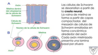 Las células de Schwann
se desarrollan a partir de
la cresta neural.
La vaina de mielina se
forma a partir de capas
compactadas del
mesaxón de células de
Schwann enrolladas en
forma concéntrica
alrededor del axón
Cada axón mielinizado
presenta una lamina
basal por afuera
 
