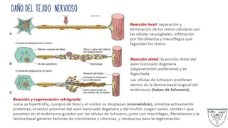 DAÑO DEL TEJIDO NERVIOSO
 