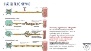 DAÑO DEL TEJIDO NERVIOSO
 