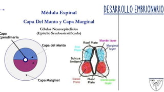 DESARROLLO EMBRIONARIO
 