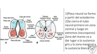 1)Placa neural se forma
a partir del ectodermo
2)Se cierra el tubo
neural primero en zona
central y luego en
extremos (neuroporos)
Zona del manto va a
dar lugar a la sustancia
gris y la zona marginal a
la sustancia blanca
 