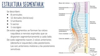 Estructura segmentaria:
Se describen:
● 8 cervicales
● 12 dorsales (torácicas)
● 5 lumbares
● 5 sacros
● 1 coccígeo
De estos segmentos se forman las raíces
raquídeas o nervios espinales que se
disponen segmentariamente a cada lado.
De cada segmento nacen 2 raíces anteriores
(derecha e izquierda) y dos posteriores.
Las son anteriores motoras y las posteriores
sensitivas
32
 