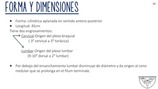 FORMA Y DIMENSIONES
● Forma: cilíndrica aplanada en sentido antero-posterior
● Longitud: 45cm
Tiene dos engrosamientos:
Cervical-Origen del plexo braquial
( 3° cervical a 3° torácica)
Lumbar-Origen del plexo lumbar
(9-10° dorsal a 2° lumbar)
● Por debajo del ensanchamiento lumbar disminuye de diámetro y da origen al cono
medular que se prolonga en el filum terminale.
33
 