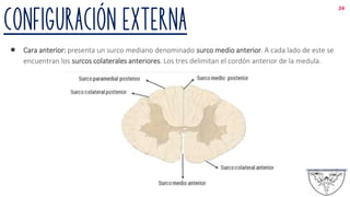 Configuración EXTERNA
● Cara anterior: presenta un surco mediano denominado surco medio anterior. A cada lado de este se
encuentran los surcos colaterales anteriores. Los tres delimitan el cordón anterior de la medula.
34
 