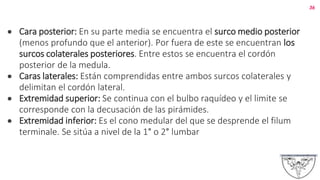 ● Cara posterior: En su parte media se encuentra el surco medio posterior
(menos profundo que el anterior). Por fuera de este se encuentran los
surcos colaterales posteriores. Entre estos se encuentra el cordón
posterior de la medula.
● Caras laterales: Están comprendidas entre ambos surcos colaterales y
delimitan el cordón lateral.
● Extremidad superior: Se continua con el bulbo raquídeo y el limite se
corresponde con la decusación de las pirámides.
● Extremidad inferior: Es el cono medular del que se desprende el filum
terminale. Se sitúa a nivel de la 1° o 2° lumbar
36
 