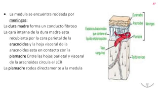 ● La medula se encuentra rodeada por
meninges:
La dura madre forma un conducto fibroso
La cara interna de la dura madre esta
recubierta por la cara parietal de la
aracnoides y la hoja visceral de la
aracnoides esta en contacto con la
piamadre Entre las hojas parietal y visceral
de la aracnoides circula el LCR
La piamadre rodea directamente a la medula
37
 