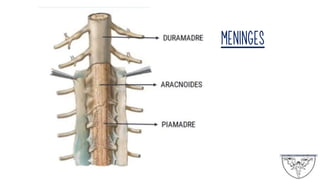 MENINGES
 