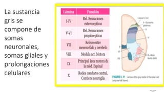 La sustancia
gris se
compone de
somas
neuronales,
somas gliales y
prolongaciones
celulares
 