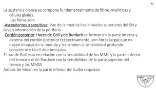 La sustancia blanca se compone fundamentalmente de fibras mielínicas y
células gliales.
Las fibras son:
-Ascendentes o sensitivas: Van de la medula hacia niveles superiores del SN y
llevan información de la periferia.
-Cordón posterior: Haces de Goll y de Burdach se forman en la parte interna y
externa del cordón posterior respectivamente, son fibras largas que no
hacen sinapsis en la medula y transmiten la sensibilidad profunda
consciente y táctil discriminativa.
El haz de Goll esta en relación con la sensibilidad de los MMII y la parte inferior
del tronco y el de Burdach con la sensibilidad de la parte superior del
tronco y los MMSS
Ambos terminan en la parte inferior del bulbo raquídeo.
43
 