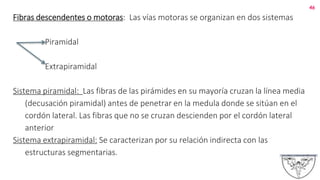 Fibras descendentes o motoras: Las vías motoras se organizan en dos sistemas
Piramidal
Extrapiramidal
Sistema piramidal: Las fibras de las pirámides en su mayoría cruzan la línea media
(decusación piramidal) antes de penetrar en la medula donde se sitúan en el
cordón lateral. Las fibras que no se cruzan descienden por el cordón lateral
anterior
Sistema extrapiramidal: Se caracterizan por su relación indirecta con las
estructuras segmentarias.
46
 