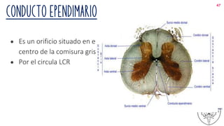 Conducto ependimario
● Es un orificio situado en el
centro de la comisura gris.
● Por el circula LCR
47
 