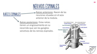 NERVIOS ESPINALES
Raíces espinales
48
Raíces anteriores: Nacen de las
neuronas situadas en el asta
anterior de la medula.
Raíces posteriores: Estas raíces
tienen un engrosamiento en su
recorrido que son los ganglios
sensitivos de los nervios espinales.
 