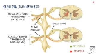 49
NERVIO ESPINAL; ES UN NERVIO MIXTO
 
