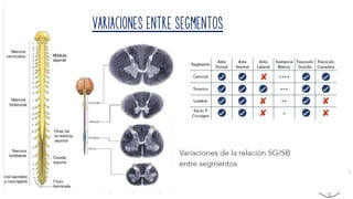 VARIACIONES ENTRE SEGMENTOS
 