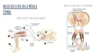 ARCOS REFLEJOS EN LA MÉDULA
ESPINAL
 
