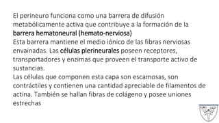 El perineuro funciona como una barrera de difusión
metabólicamente activa que contribuye a la formación de la
barrera hematoneural (hemato-nerviosa)
Esta barrera mantiene el medio iónico de las fibras nerviosas
envainadas. Las células plerineurales poseen receptores,
transportadores y enzimas que proveen el transporte activo de
sustancias.
Las células que componen esta capa son escamosas, son
contráctiles y contienen una cantidad apreciable de filamentos de
actina. También se hallan fibras de colágeno y posee uniones
estrechas
 