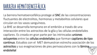 BARRERA HEMATOENCEFÁLICA
La berrera hematoencefálica protege al SNC de las concentraciones
fluctuantes de electrolitos, hormonas y metabolitos celulares que
circulan en los vasos sanguíneos.
La BHE se desarrolla temprano en el embrión a través de una
interacción entre los astrocitos de la glía y las células endoteliales
capilares. Es creada en gran parte por las intrincadas uniones
ocluyentes entre las células endoteliales que forman capilares de tipo
continuo. Estudios con el MET demuestran estrecha asociación de los
astrocitos y sus evaginaciones de pies perivasculares con la lámina
endotelial
 