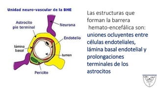 Las estructuras que
forman la barrera
hemato-encefálica son:
uniones ocluyentes entre
células endoteliales,
lámina basal endotelial y
prolongaciones
terminales de los
astrocitos
 