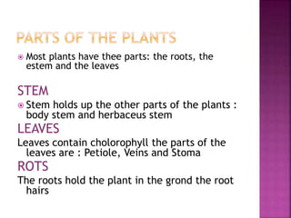  Most plants have thee parts: the roots, the
estem and the leaves
STEM
 Stem holds up the other parts of the plants :
body stem and herbaceus stem
LEAVES
Leaves contain cholorophyll the parts of the
leaves are : Petiole, Veins and Stoma
ROTS
The roots hold the plant in the grond the root
hairs
 
